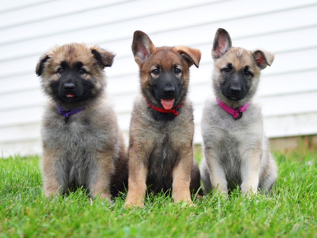 Echo Shilohs Puppies